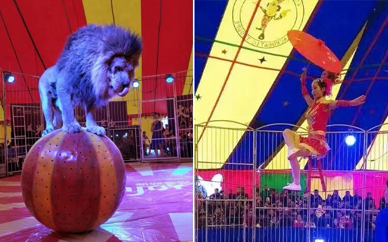 馬戲團(tuán)展示