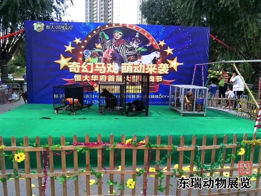 馬戲團(tuán)表演