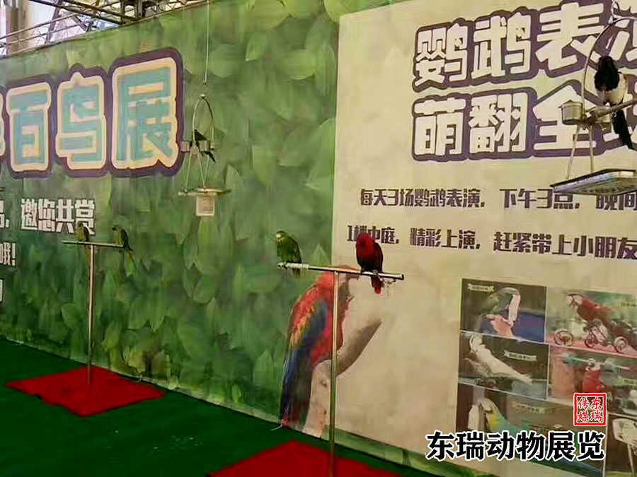 鸚鵡展示