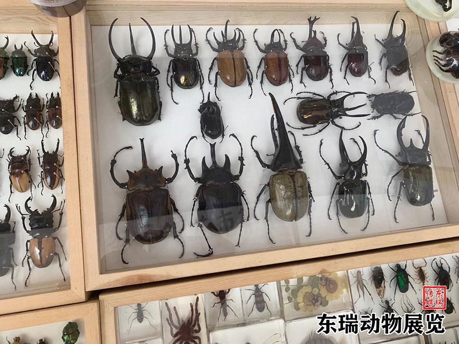 標(biāo)本展示
