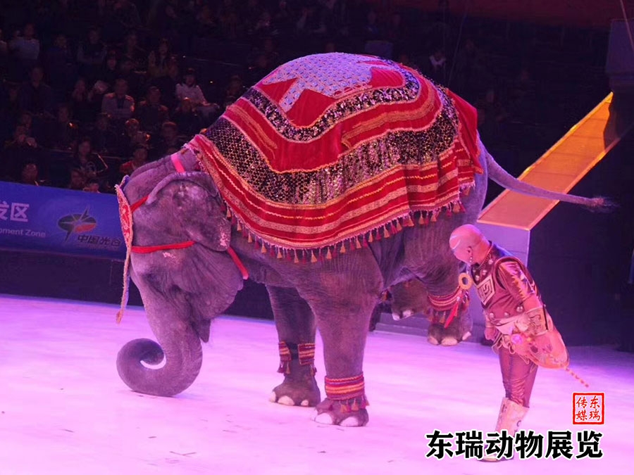 大象表演