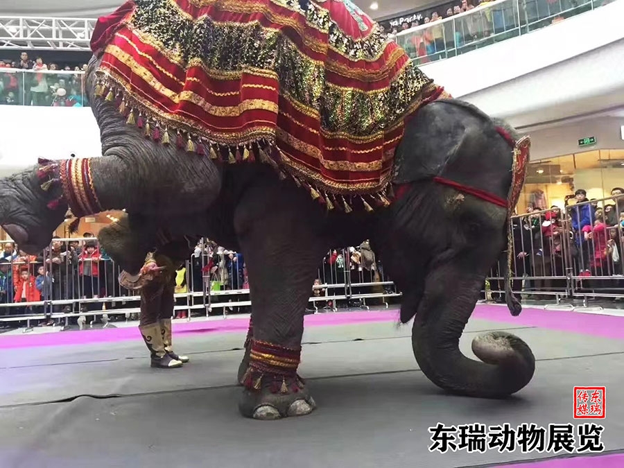 大象表演