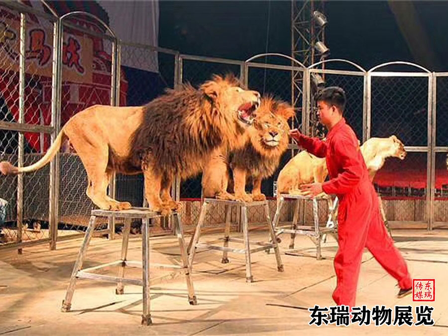 獅子表演