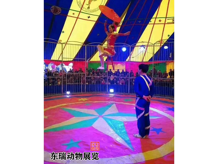 馬戲團(tuán)表演