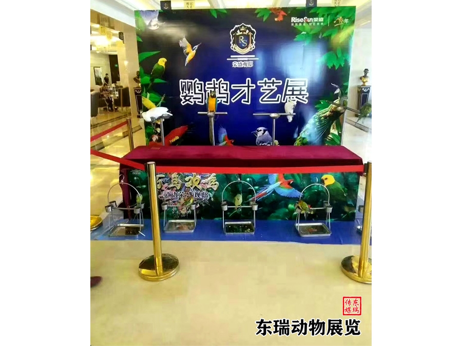 鸚鵡展示