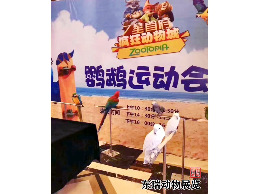 鸚鵡展示
