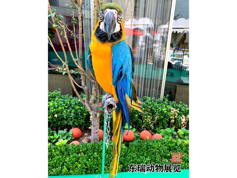 鸚鵡展示