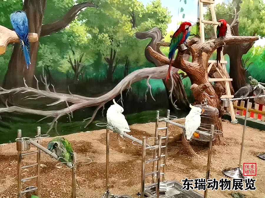 鸚鵡展示