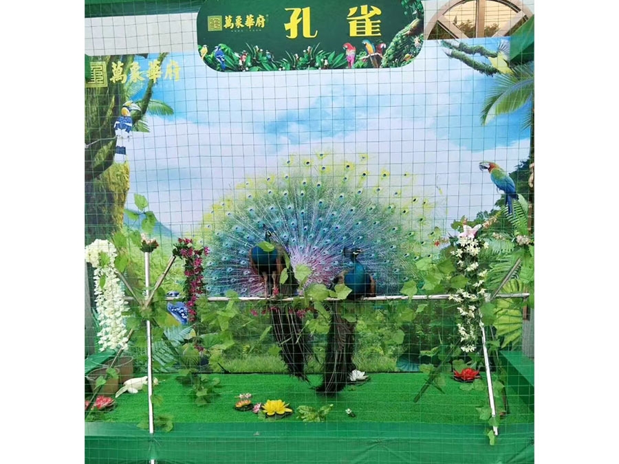 孔雀展示