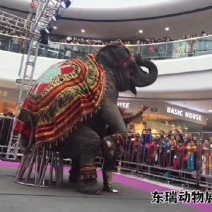 大象表演
