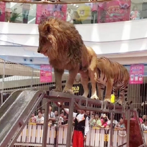 獅子表演