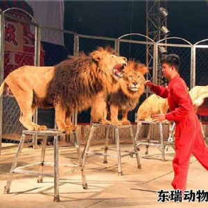 獅子表演