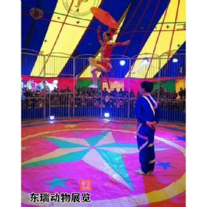 馬戲團(tuán)表演