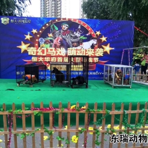 馬戲團(tuán)表演