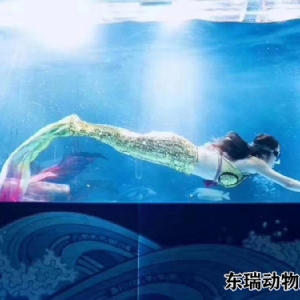 美人魚表演