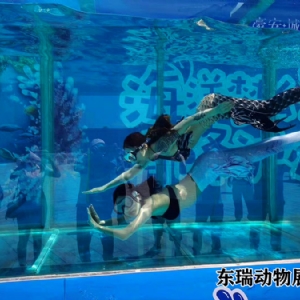 美人魚表演