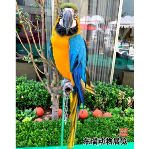 鸚鵡展示
