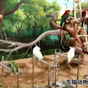 鸚鵡展示
