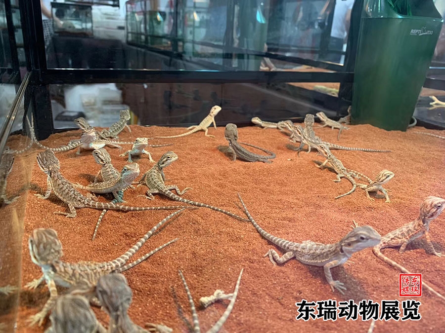 爬行動物