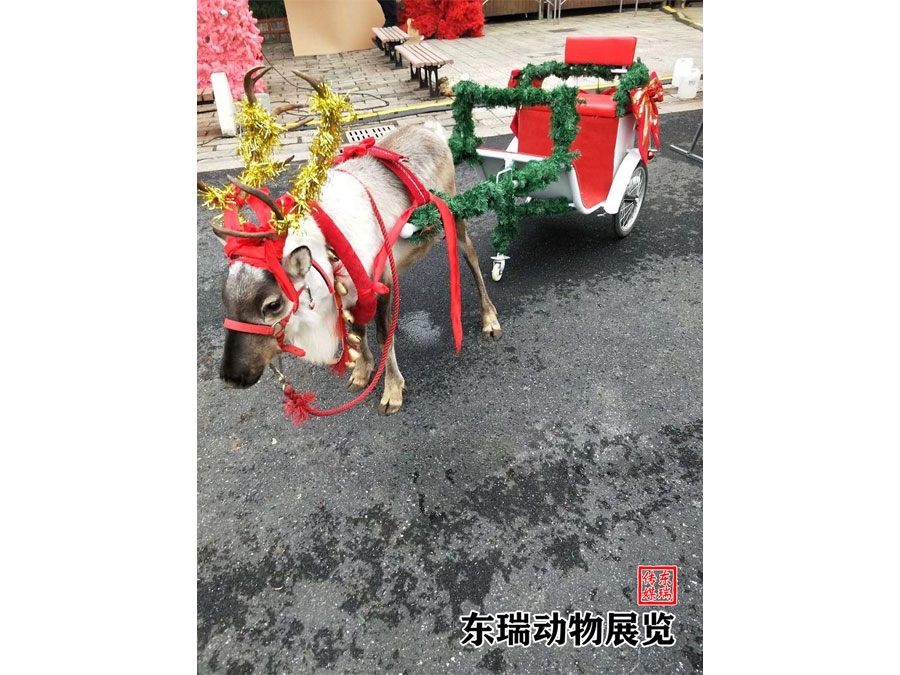 圣誕節(jié)馴鹿