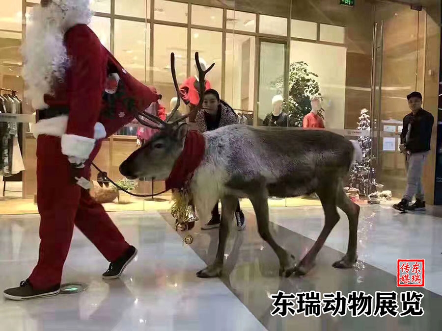 圣誕節(jié)馴鹿