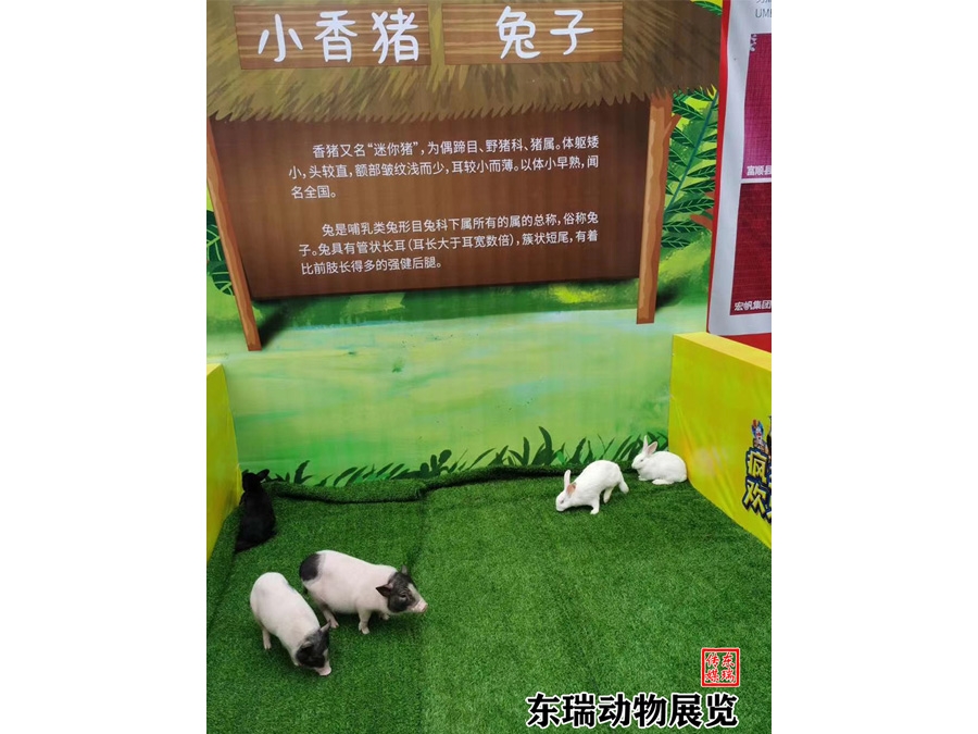 香豬展示