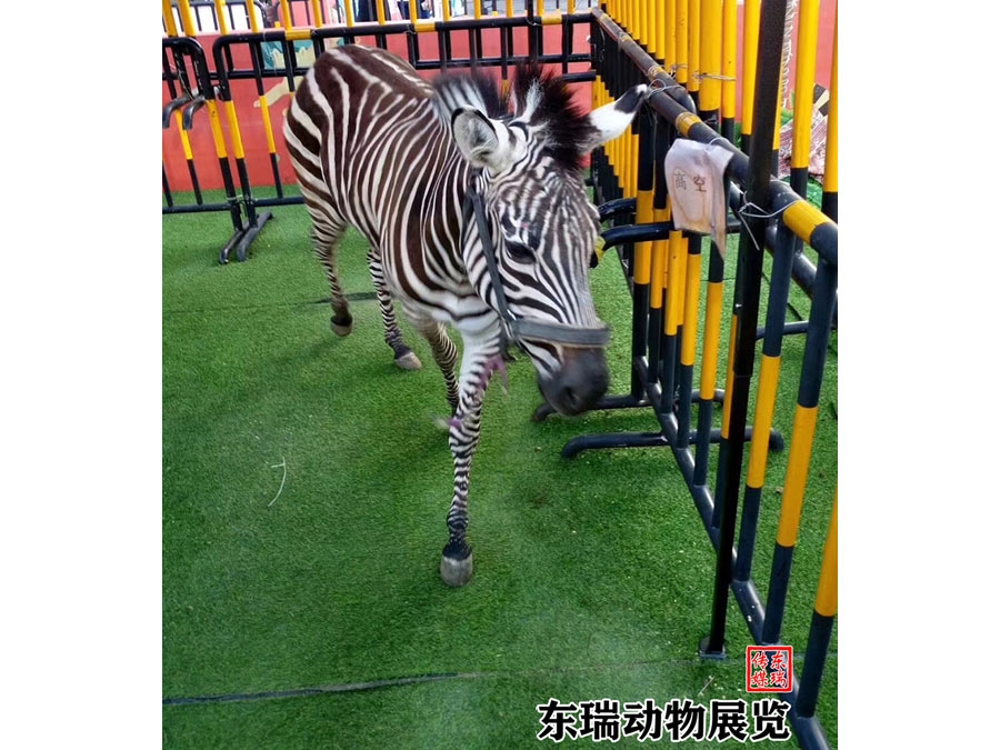 斑馬展示