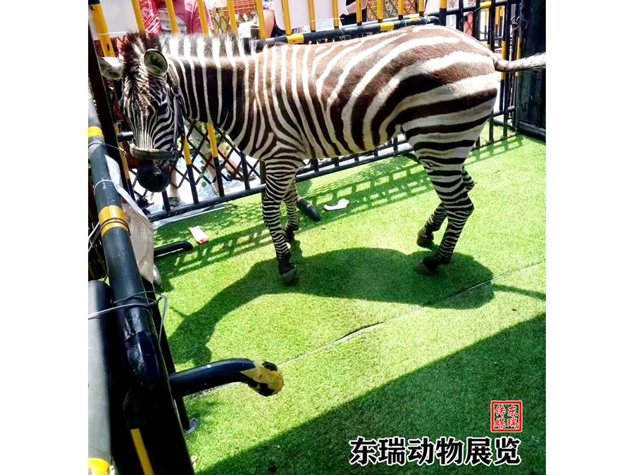 斑馬展示