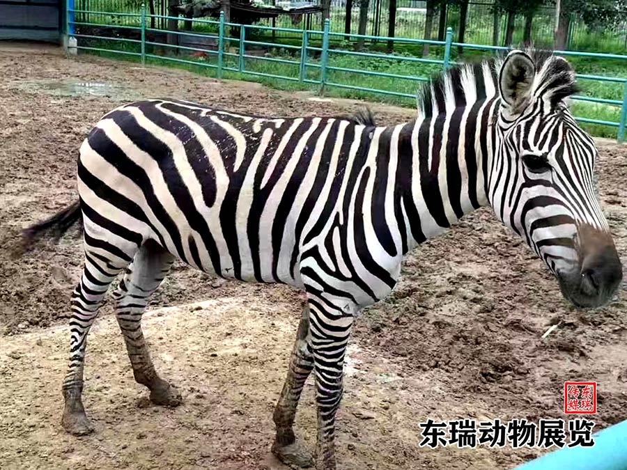 斑馬展示