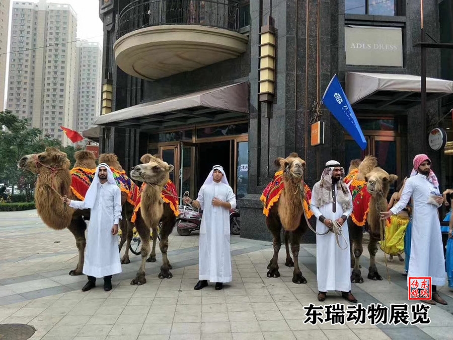 駱駝?wù)故?></div><ol>駱駝?wù)故?/ol></a></li>
</ul>
</div>
</div>  
<div   id=