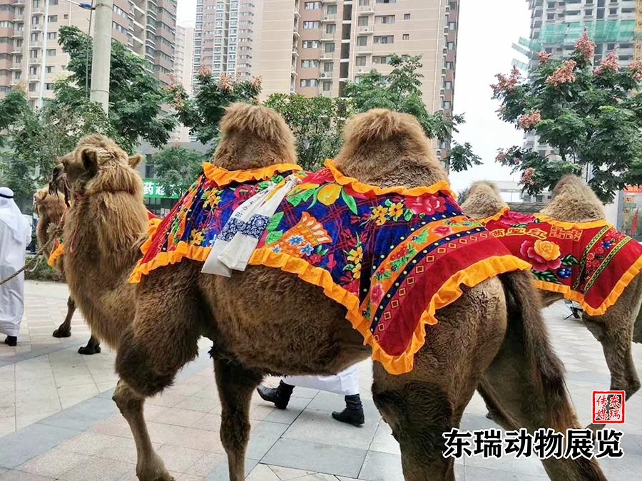 駱駝?wù)故?></div><ol>駱駝?wù)故?/ol></a></li><li><a href=