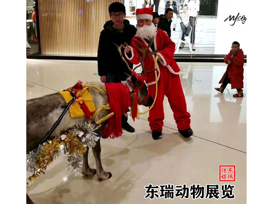 圣誕節(jié)馴鹿