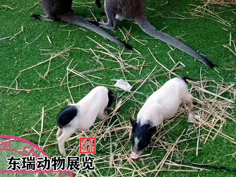 香豬展示