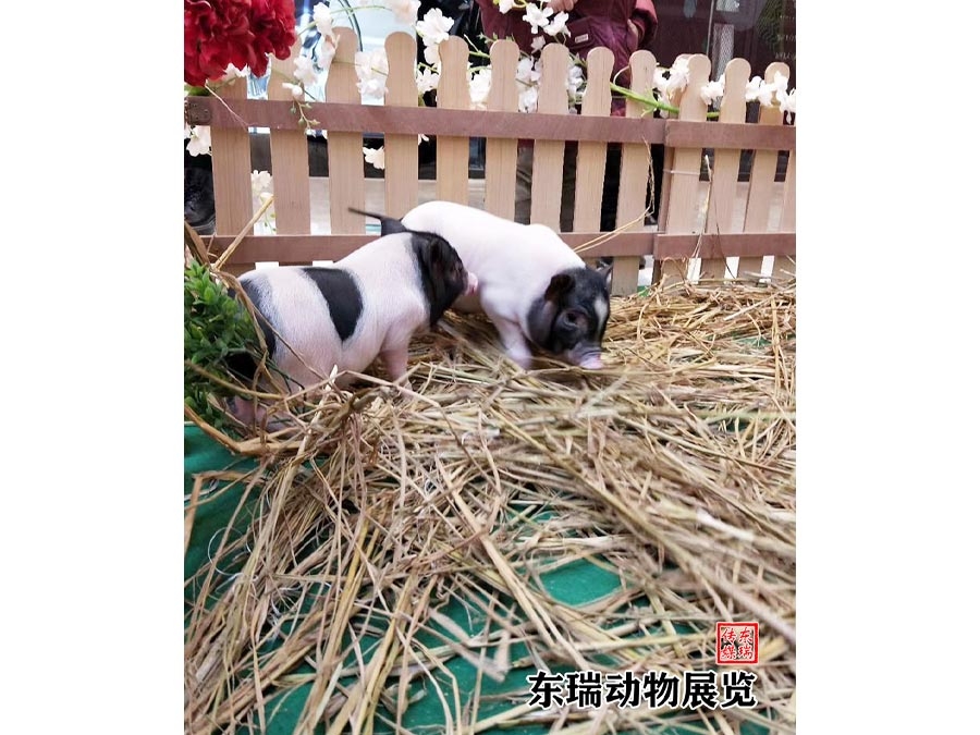 香豬展示