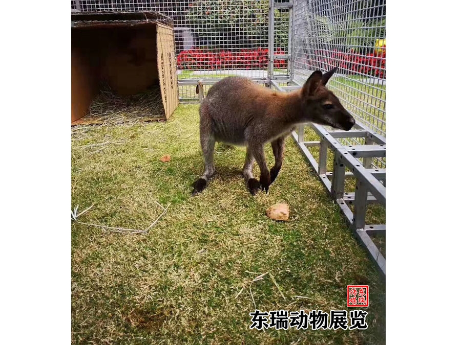 袋鼠展示