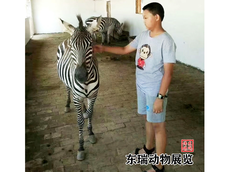 斑馬展示