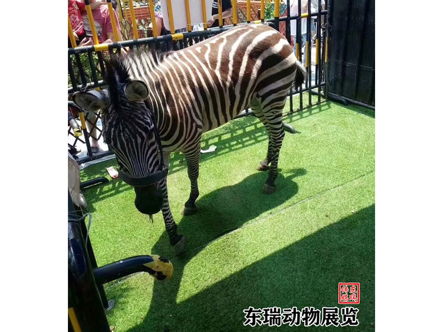 斑馬展示