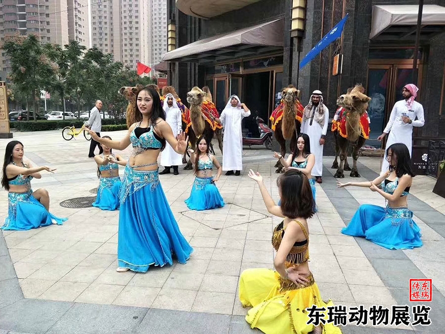 駱駝?wù)故?></a></dt>
<dd><a href=