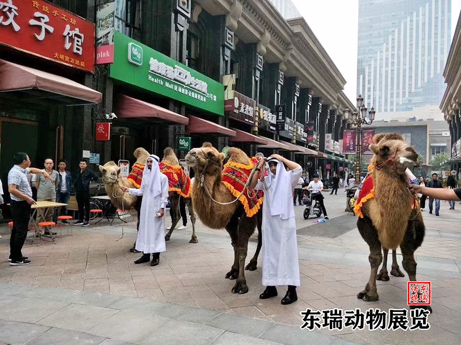 駱駝?wù)故?></a></dt>
<dd><a href=