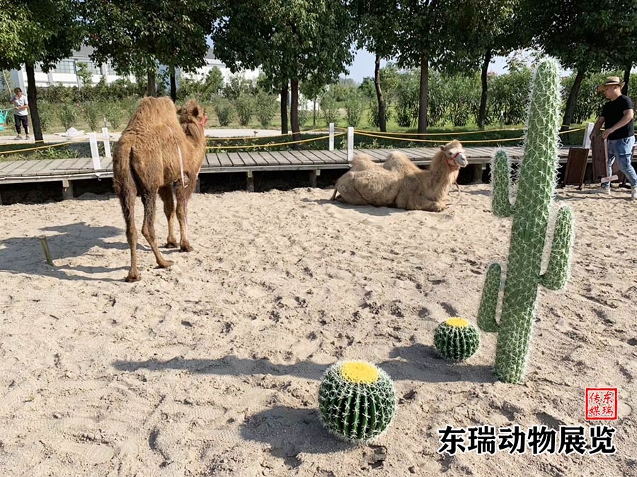 駱駝?wù)故?></a></dt>
<dd><a href=