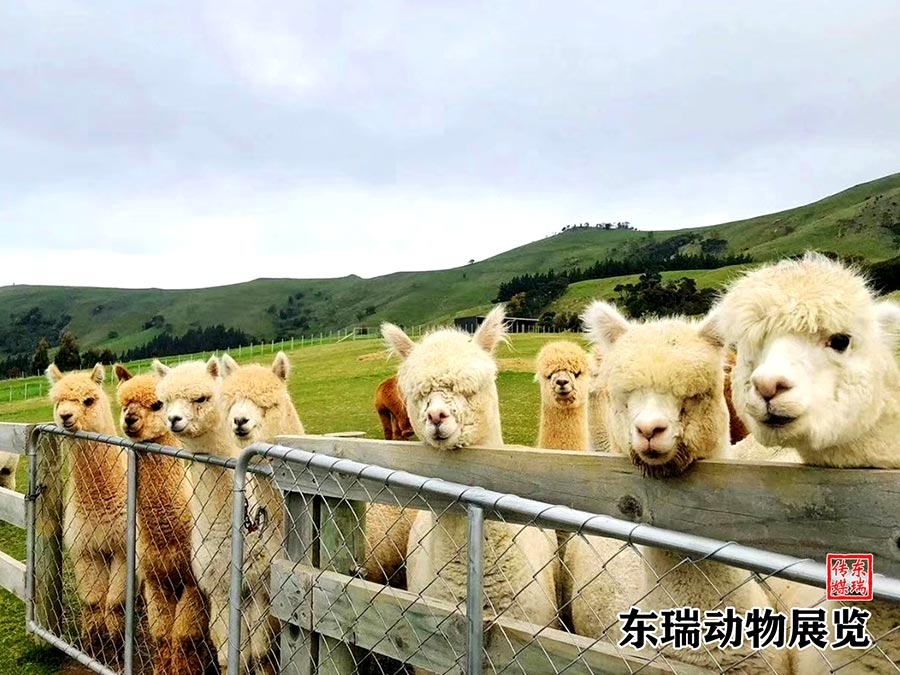 羊駝展示