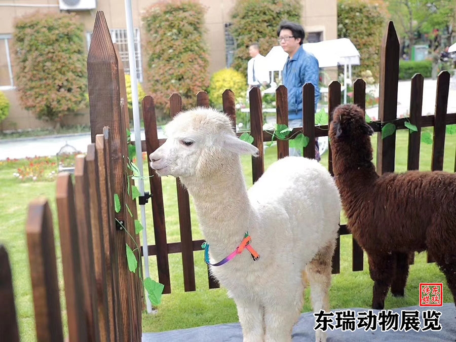 羊駝展示