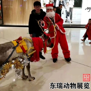 圣誕節(jié)馴鹿