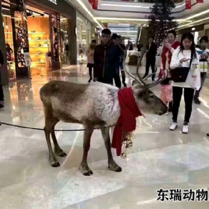 圣誕節(jié)馴鹿