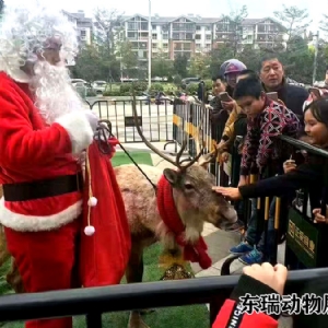 圣誕節(jié)馴鹿