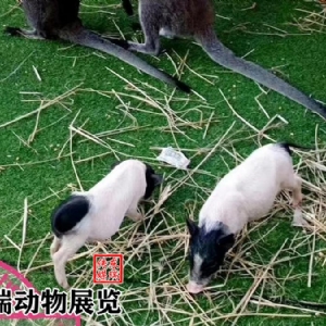香豬展示
