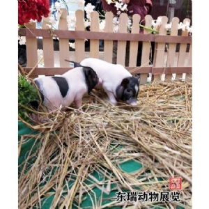 香豬展示