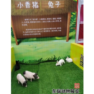 香豬展示