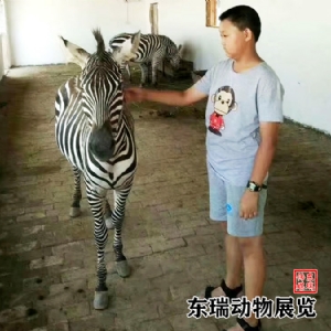 斑馬展示